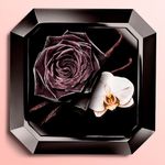 Kit-Perfume-Lancome-La-Nuit-Tresor-Feminino-Eau-de-Parfum-50-ml---Locao-Corporal-50-ml