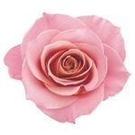 Condicionador-Eudora-Siage-Nutri-Rose-4D-200-ml
