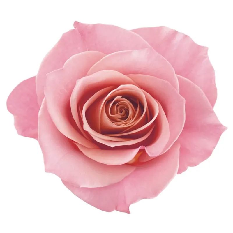Condicionador-Eudora-Siage-Nutri-Rose-4D-200-ml